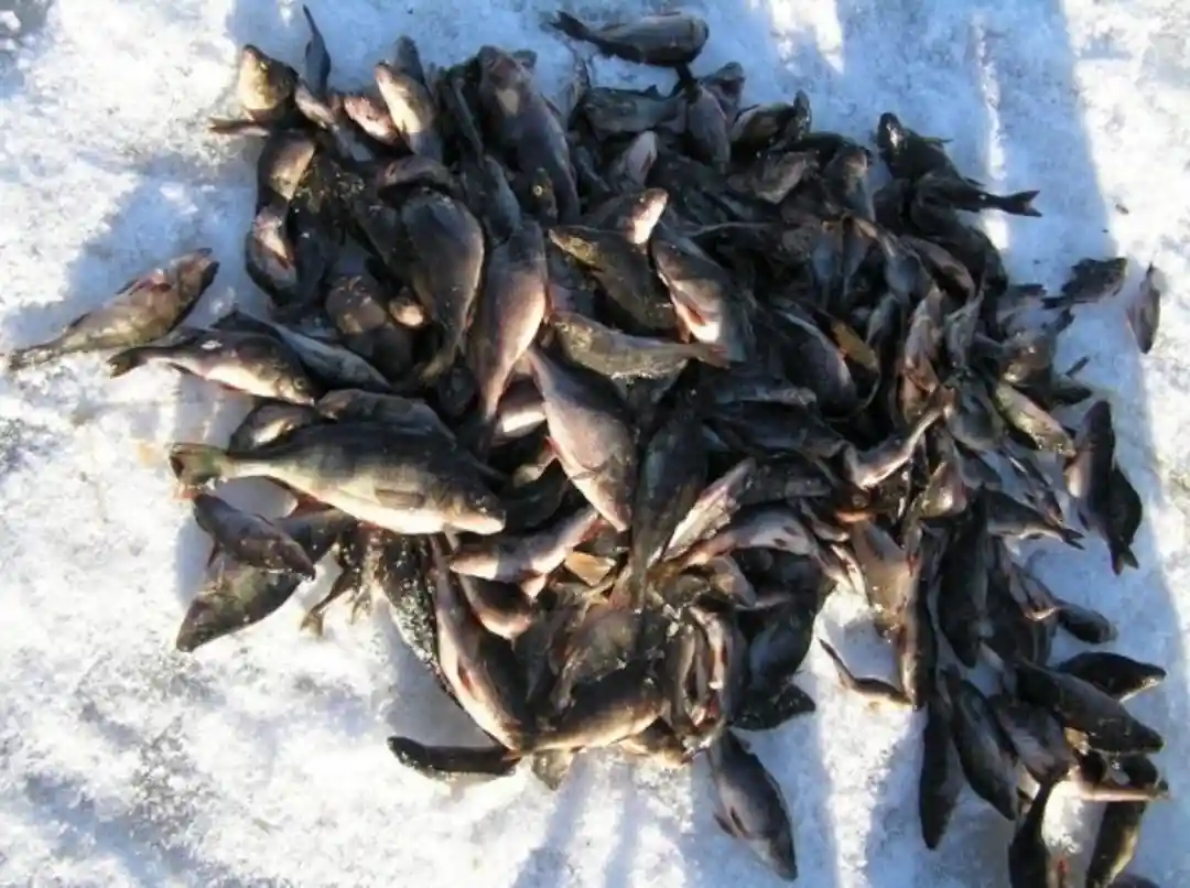 Рыбалка, База отдыха Энгозеро