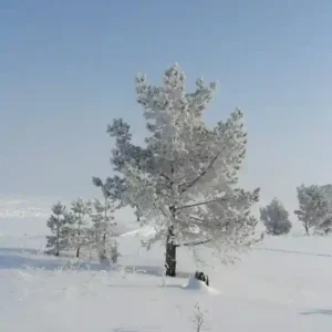 Номер (Дом с 1 спальней) Дачка на Ладоге