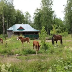 Четырехместный (Классический четырёхместный номер) Деревня Ванино