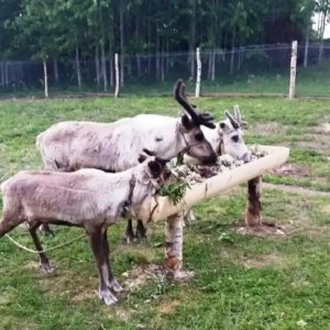 Туристический комплекс «Шуезеро»
